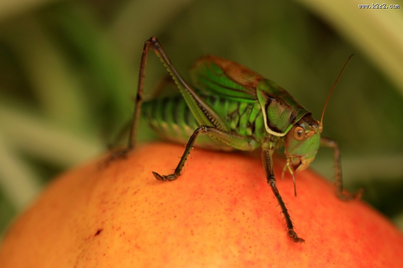 蝈蝈微距图片