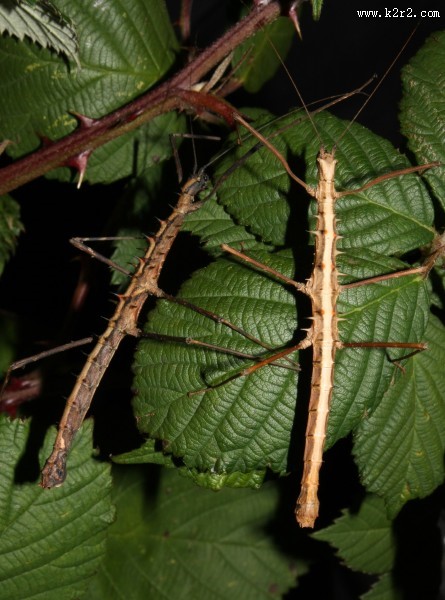 修长的竹节虫图片