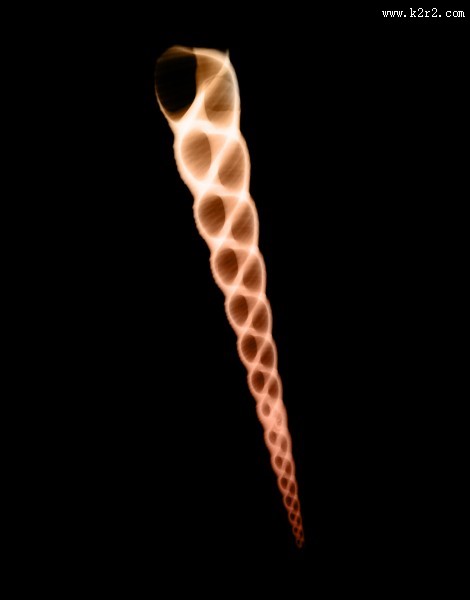 X光下的各种动物图片