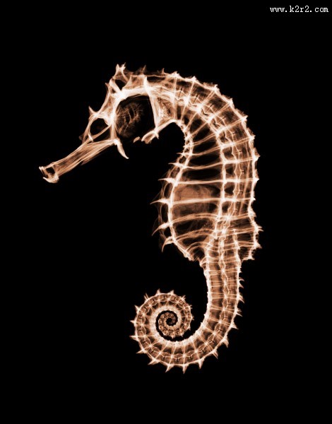 X光下的各种动物图片