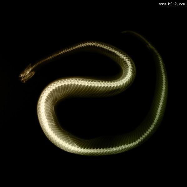 X光下的各种动物图片