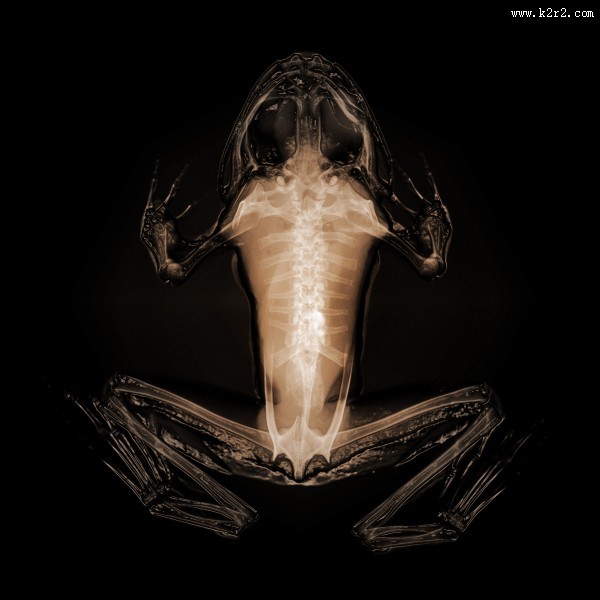 X光下的各种动物图片