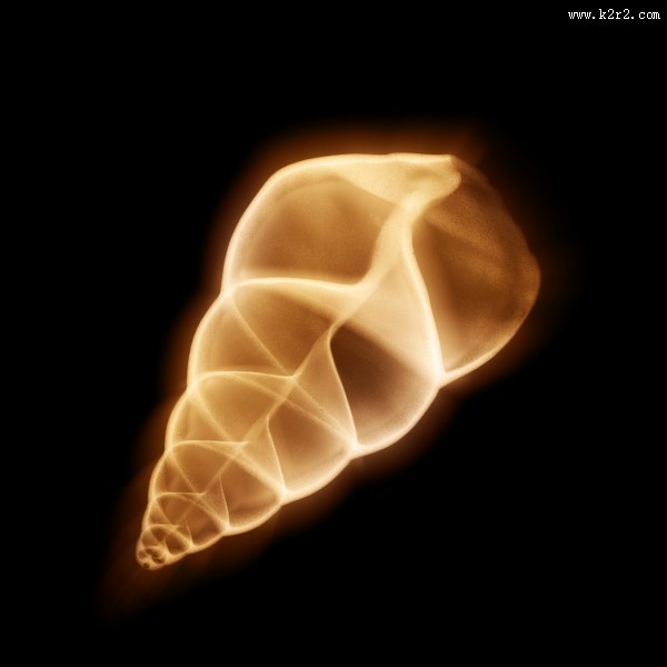 X光下的各种动物图片