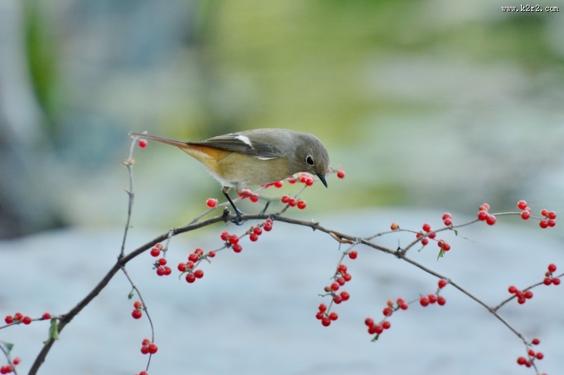 北红尾鸲图片大全