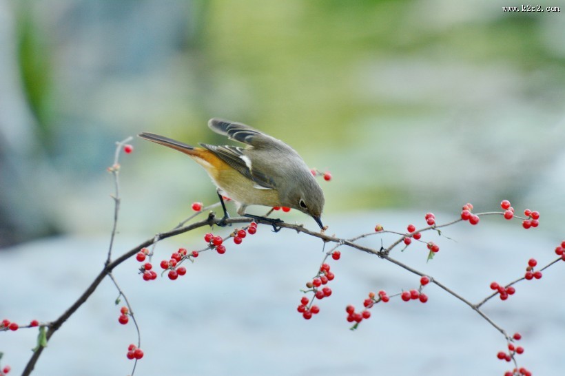 北红尾鸲图片大全