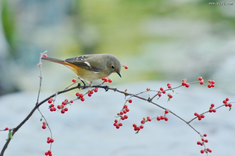 北红尾鸲图片大全