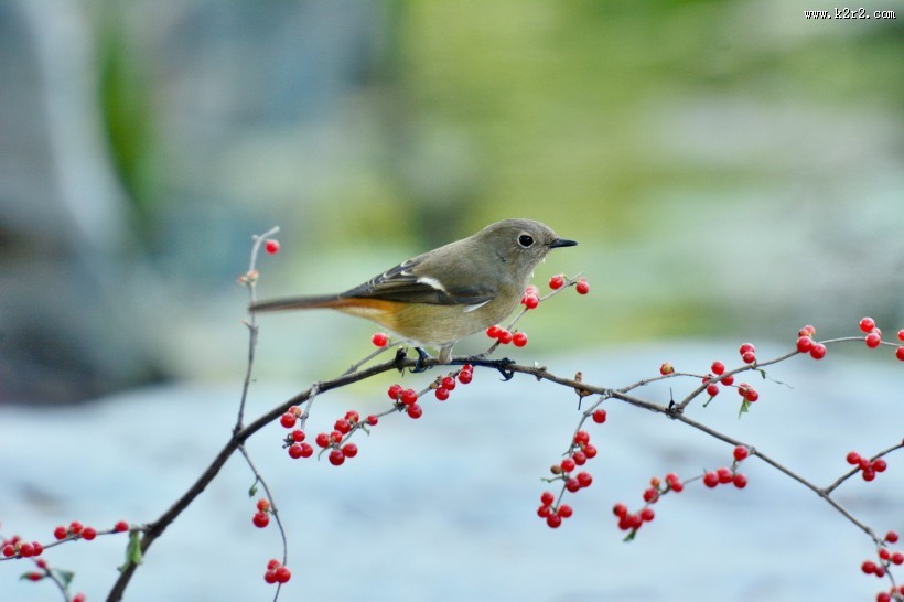 北红尾鸲图片大全