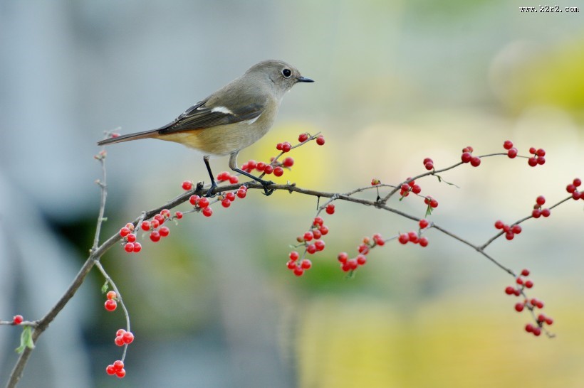 北红尾鸲图片大全