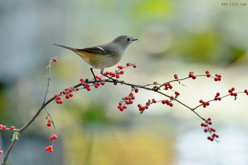 北红尾鸲图片大全