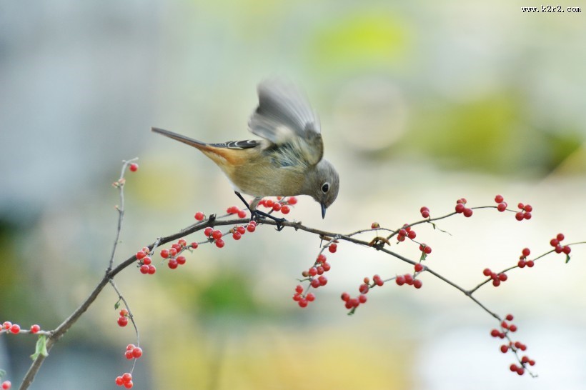 北红尾鸲图片大全