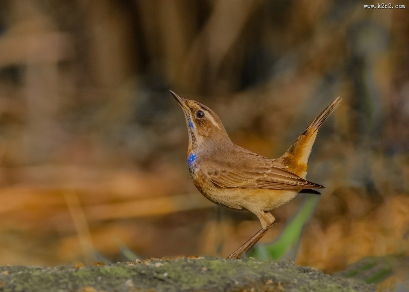 蓝点颏图片大全