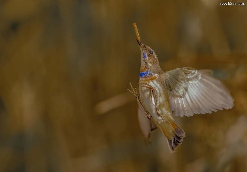 蓝点颏图片大全