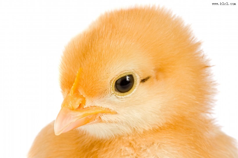 可爱的小鸡图片大全