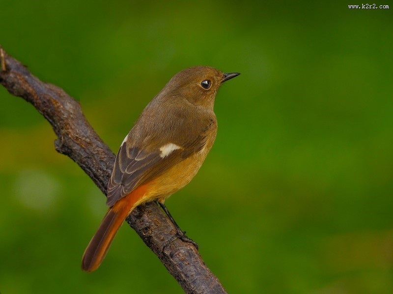 北红尾鸲图片大全