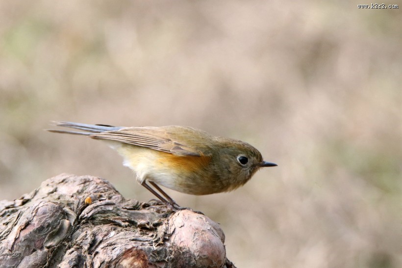 红胁蓝尾鸲图片大全
