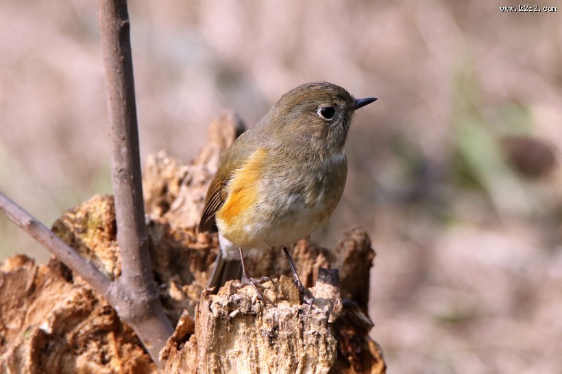 红胁蓝尾鸲图片大全