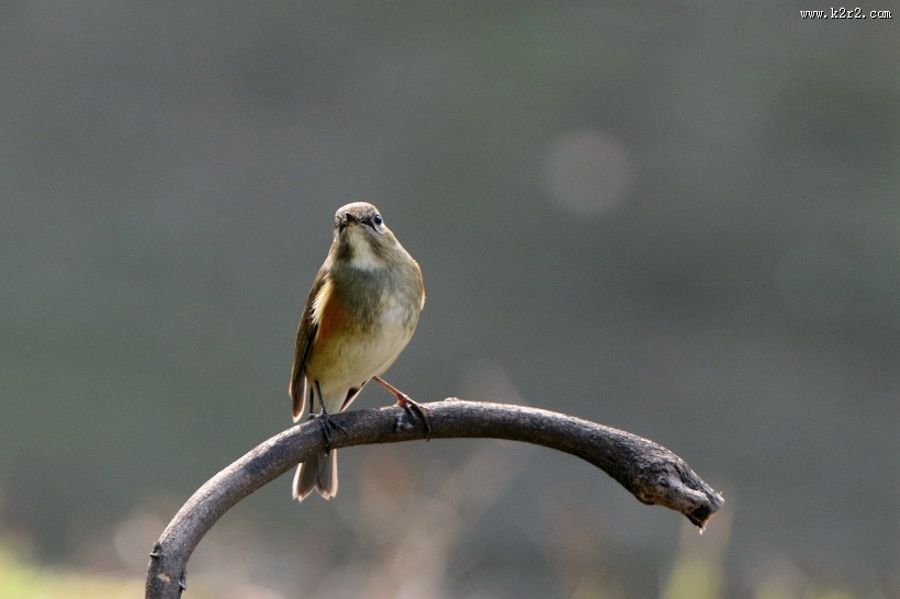 红胁蓝尾鸲图片大全