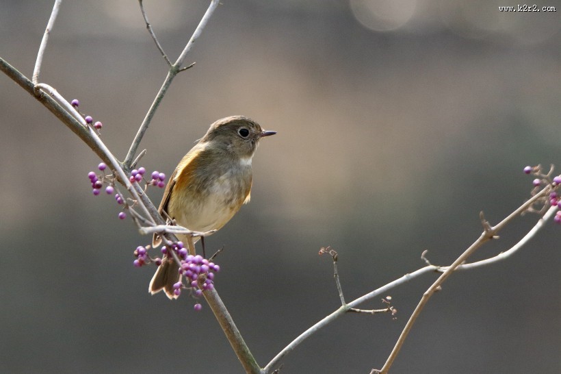 红胁蓝尾鸲图片大全