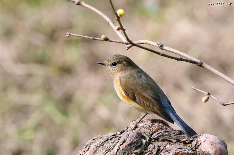 红胁蓝尾鸲图片大全