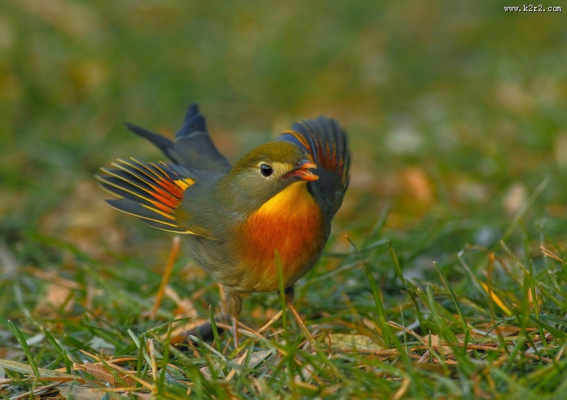 红嘴相思鸟图片大全