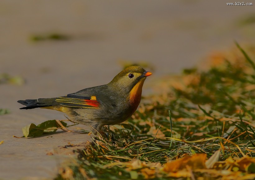 红嘴相思鸟图片大全