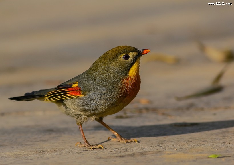 红嘴相思鸟图片大全