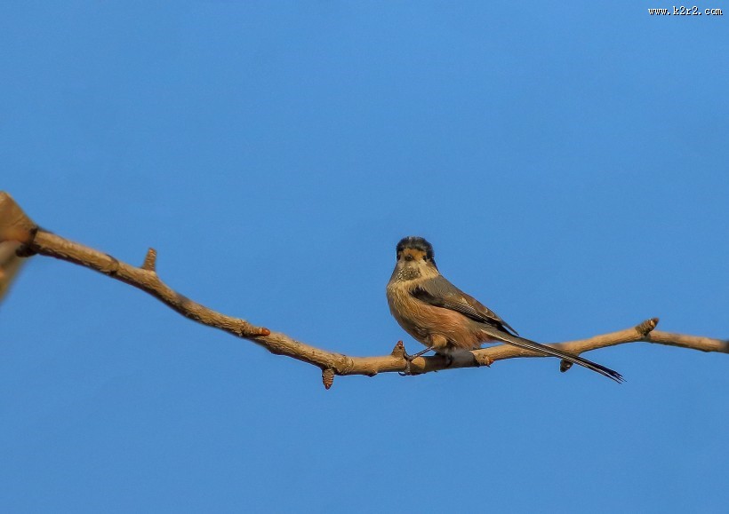 银喉长尾山雀图片大全