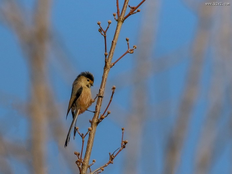 银喉长尾山雀图片大全