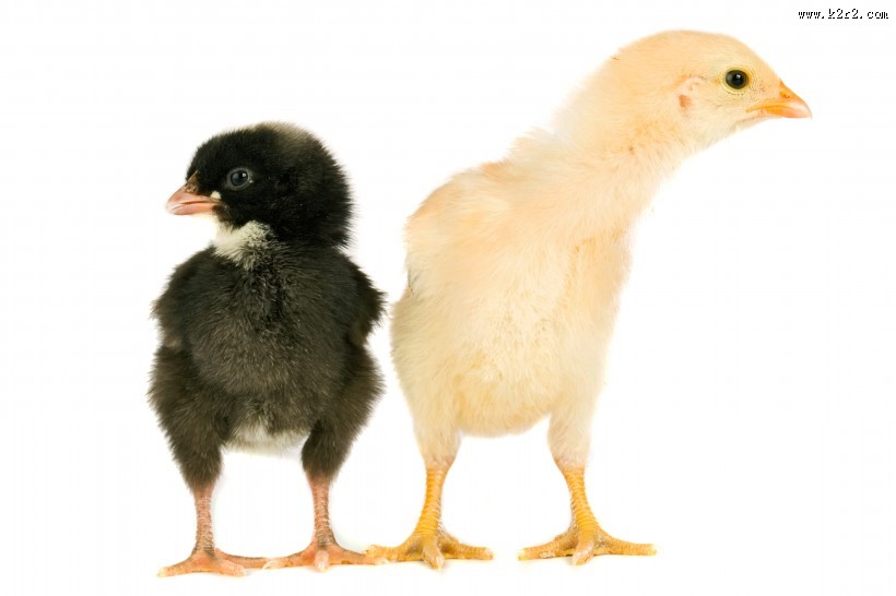 可爱的小鸡图片