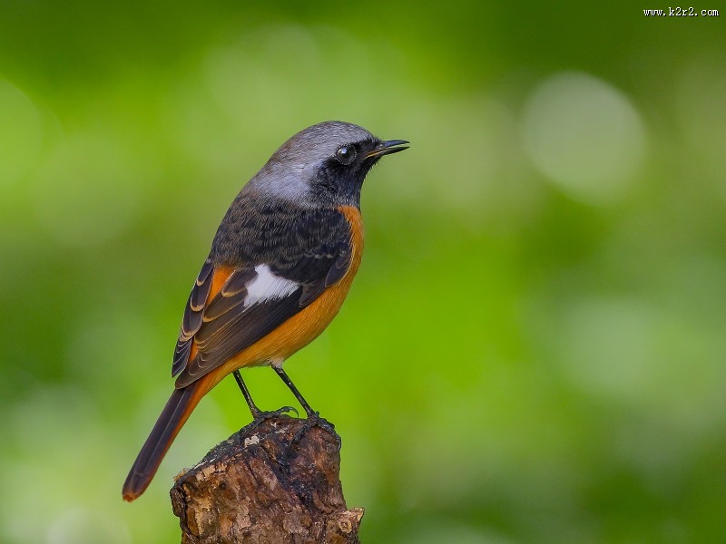北红尾鸲图片大全