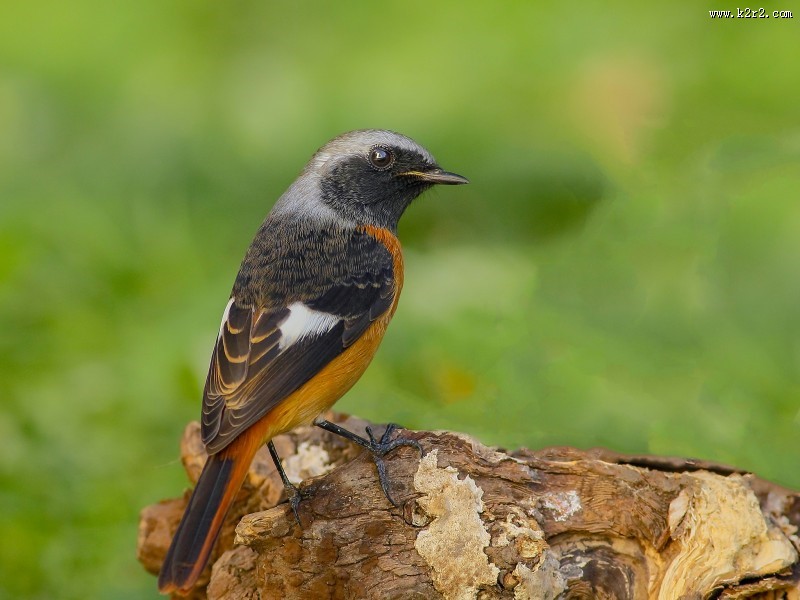 北红尾鸲图片大全