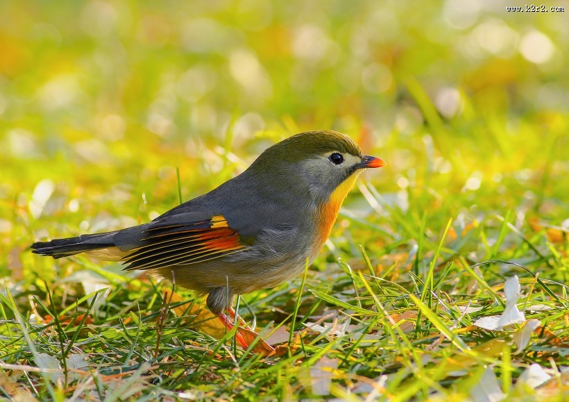红嘴相思鸟图片 五彩相思鸟图片