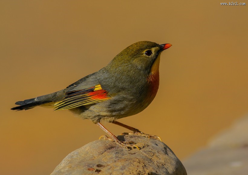 红嘴相思鸟图片 五彩相思鸟图片