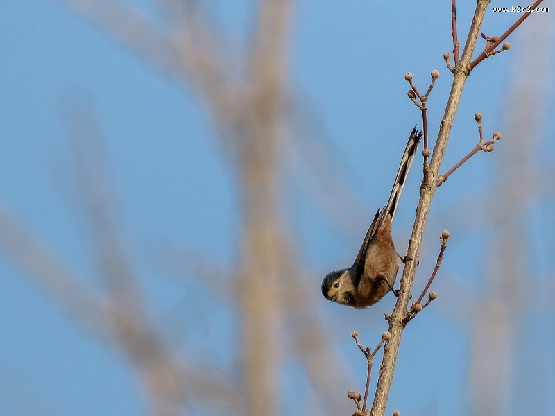 银喉长尾山雀图片大全
