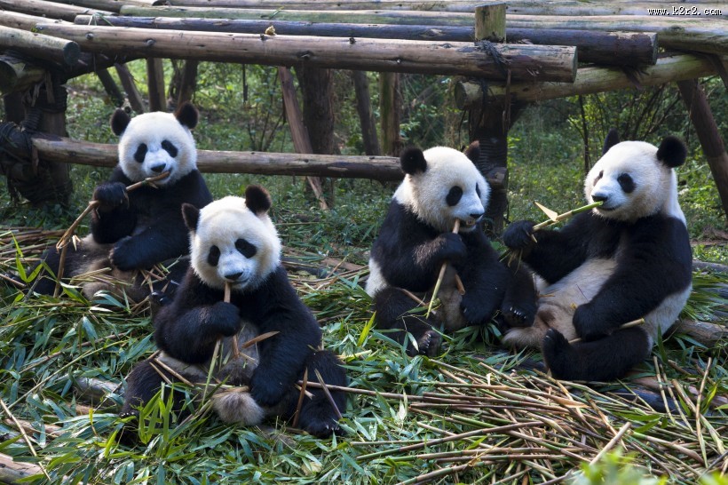 可爱的大熊猫图片