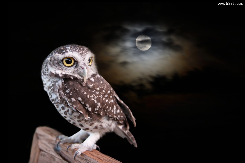 黑夜中猫头鹰图片大全