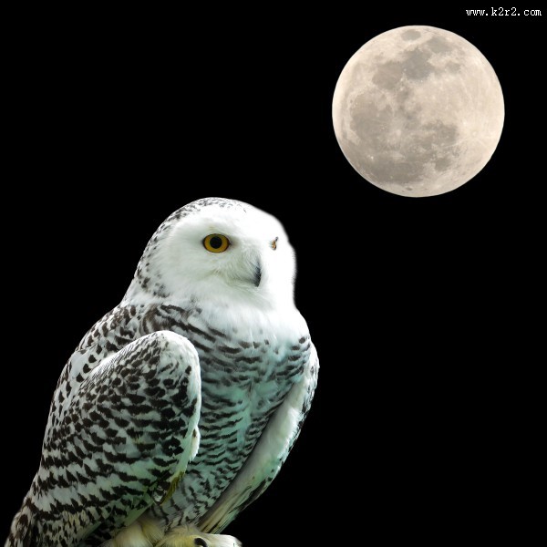 黑夜中猫头鹰图片大全