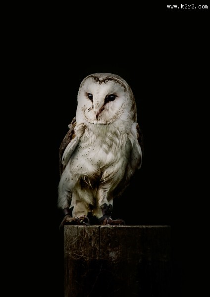 黑夜中猫头鹰图片大全