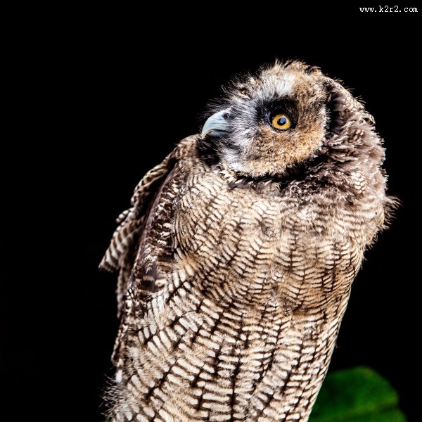 黑夜中猫头鹰图片大全