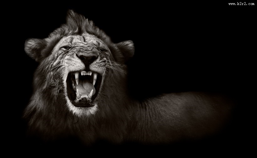 威严的狮子图片