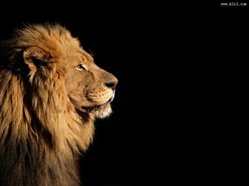 威严的狮子图片