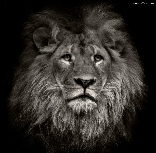 威严的狮子图片