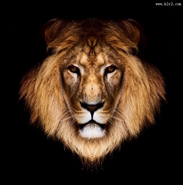 威严的狮子图片
