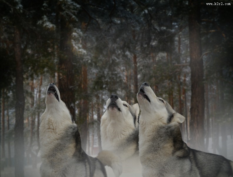 雪地里的狼图片