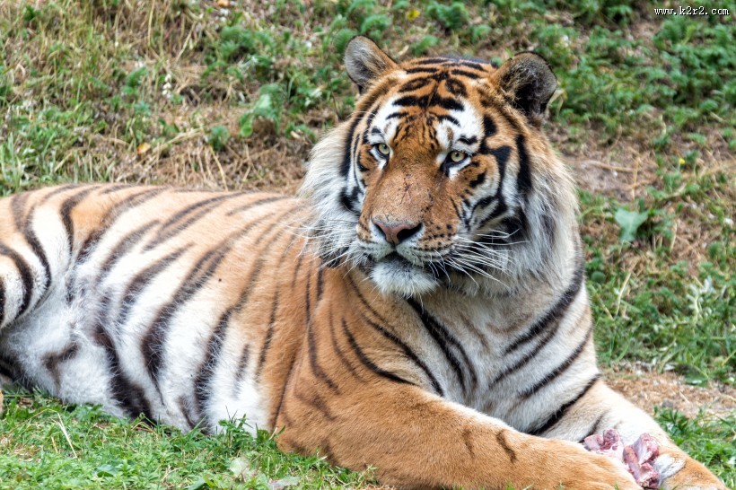 野外老虎图片