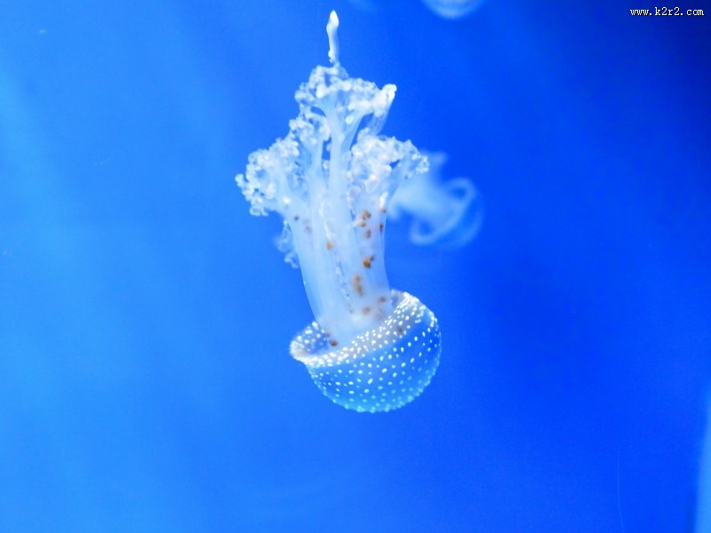 海洋中水母图片大全
