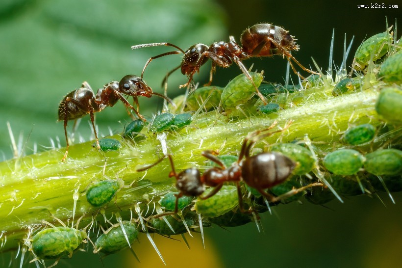 植物上蚂蚁图片