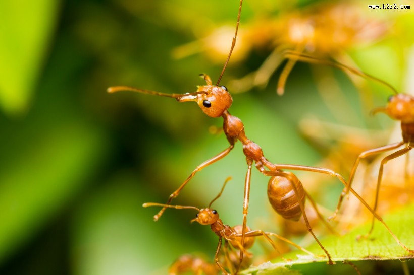 植物上蚂蚁图片