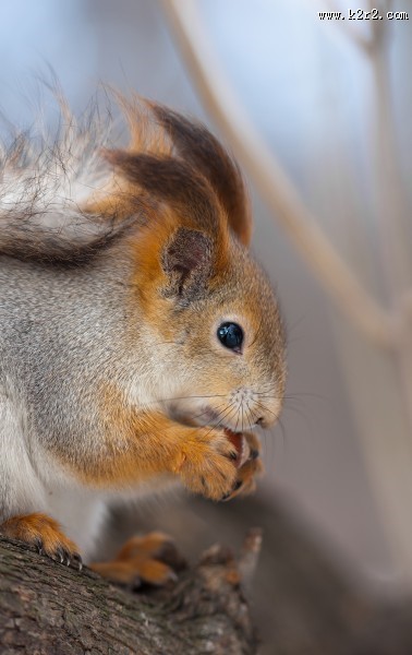 可爱的松鼠图片