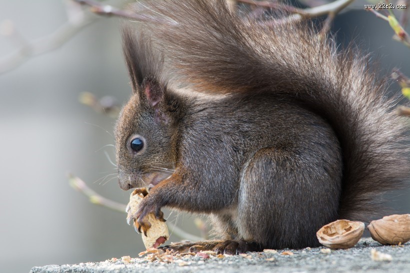 可爱的松鼠图片
